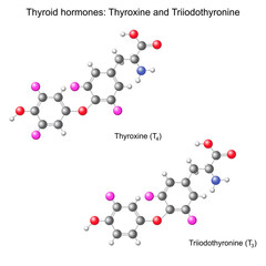Structural chemical model of  thyroid hormones