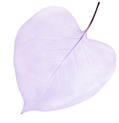 isolated light lilac leaf skeleton