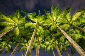 Fototapeta na wymiar Palm trees during the sunset hours