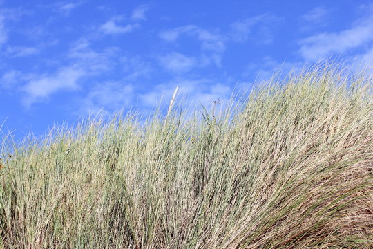 An dune, overgrown with sparse grass