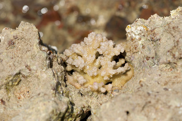 Coral