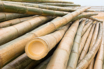 Front bamboo background