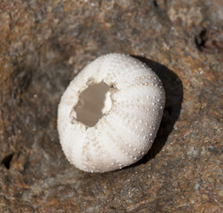 Sea urchin