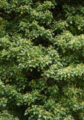 Fototapeta na wymiar Hedera Helix plant on tree