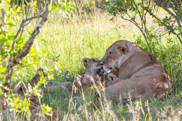 lion cub on the plains Kenya. mother with her baby