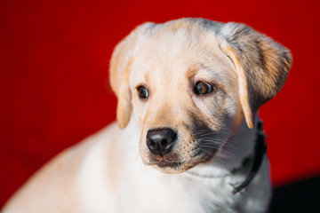 Beautiful White Dog Lab Labrador Retriever Pup Puppy Whelp