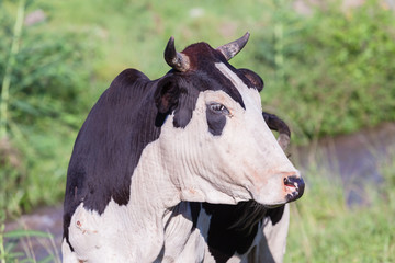 Obraz na płótnie Canvas Cow Animal