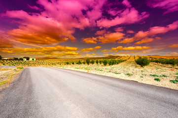 Olive Grove at Sunset