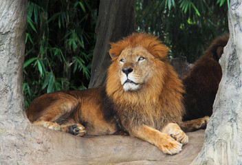Lion resting on a tree