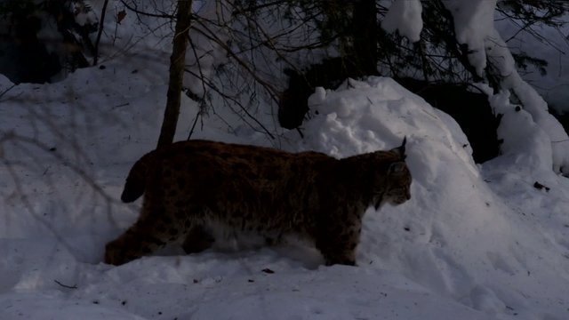 Luchs