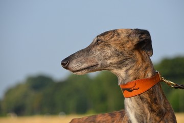 Galgo Espanol