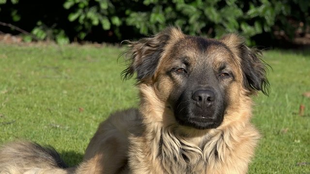 Hund liegt auf Wiese und schaut