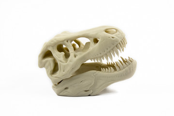 3D Printed Model Of A Dinosaur Skull