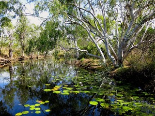 Fototapeta premium Butterfly Springs, Limmen National Park, NT, Australia