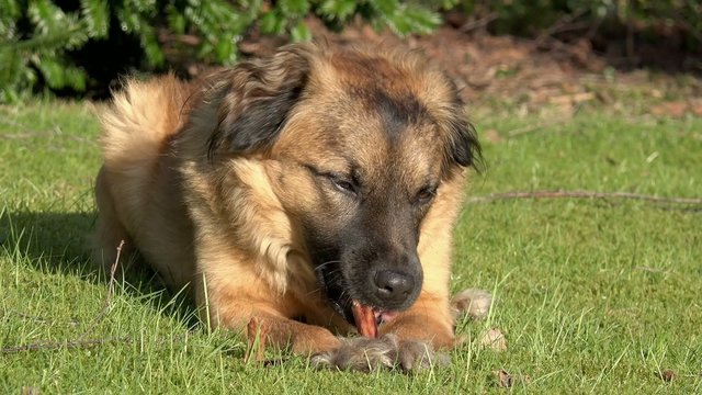 HUnd mit Kauknochen