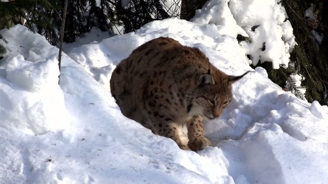 Luchs