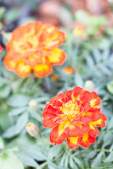 Blossom beautiful orange flower in garden
