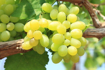 Green grapes in the garden
