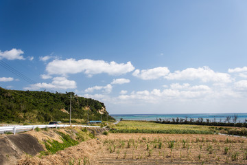 沖縄 宮城島　畑と一本道