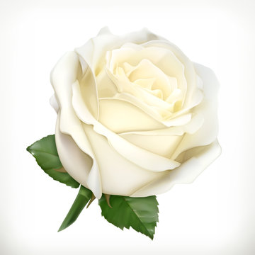White rose, vector illustration