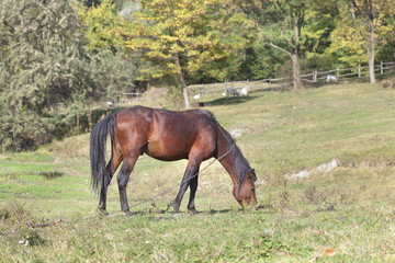 brown horse