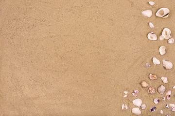 Fototapeta na wymiar sandy beach background seashells copy space sea vacation concept