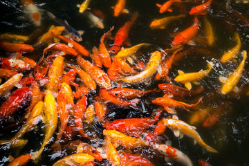 Carps in river