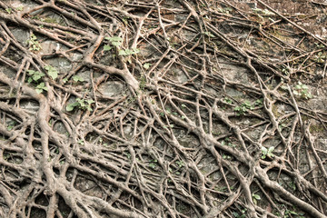 Tree's bark background