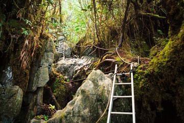 Pinnacles trek in gunung mulu national park - obrazy, fototapety, plakaty