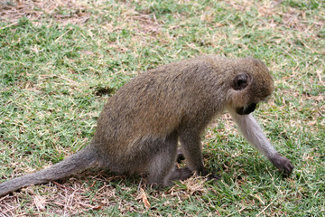 Singe vervet gratte le sol