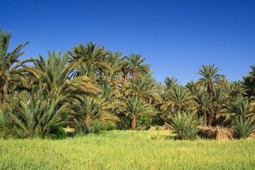 Obraz na płótnie Canvas palm grove