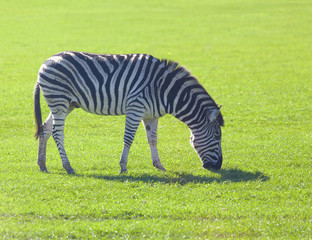 Obraz na płótnie Canvas Zebra grazing