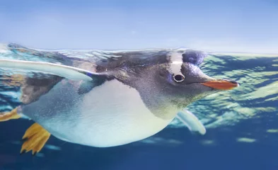 Abwaschbare Fototapete Pinguin Eselspinguine schwimmen unter Wasser