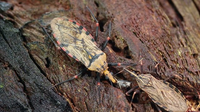 Chagas disease bugs Triatoma sp.