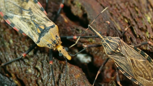 Chagas disease bugs Triatoma sp.