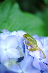 紫陽花とアマガエル