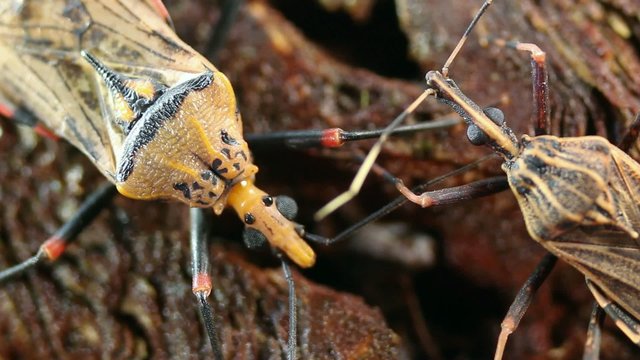 Chagas disease bugs Triatoma sp.