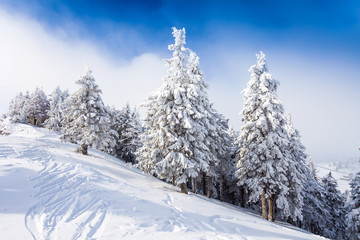 Pine forest covered in snow