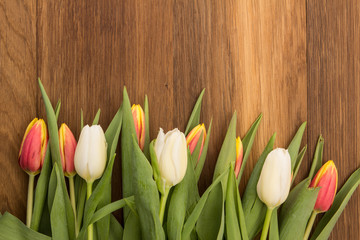 Tulpen