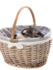 chiot malamute dans un panier