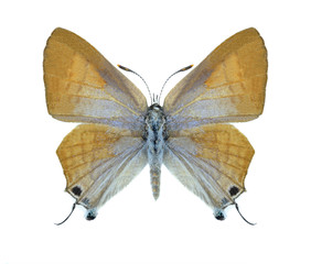 Butterfly Deudorix livia (female)