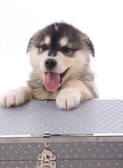 chiot malamute
