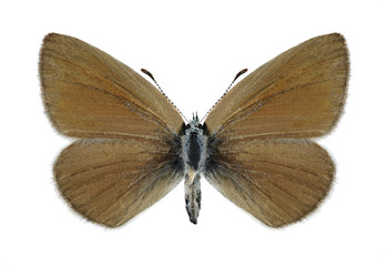 Butterfly Glaucopsyche alexis (female)