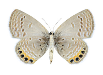 Butterfly Freyeria trochylus (male) (underside)