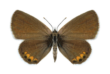 Butterfly Freyeria trochylus (male)