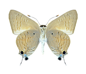 Butterfly Deudorix livia (male) (underside)