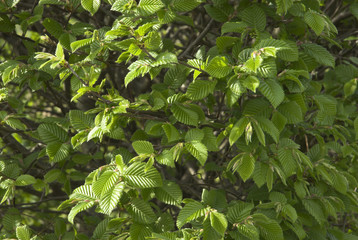 Carpinus betulus , Charme