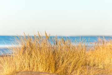 Fototapeta premium beautiful abstract background grass texture on sunset