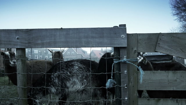 Goats in dutch historic town. Marken, The Netherlands