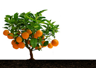 Tangerine tree with citrus fruit Mandarin.